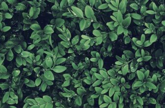 The Art of Mixing Textures in Garden Design